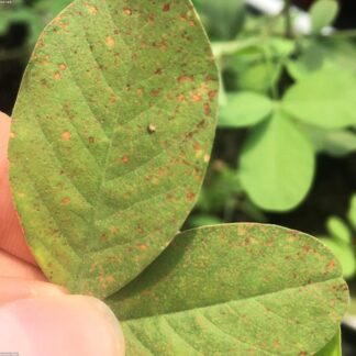 Detergents